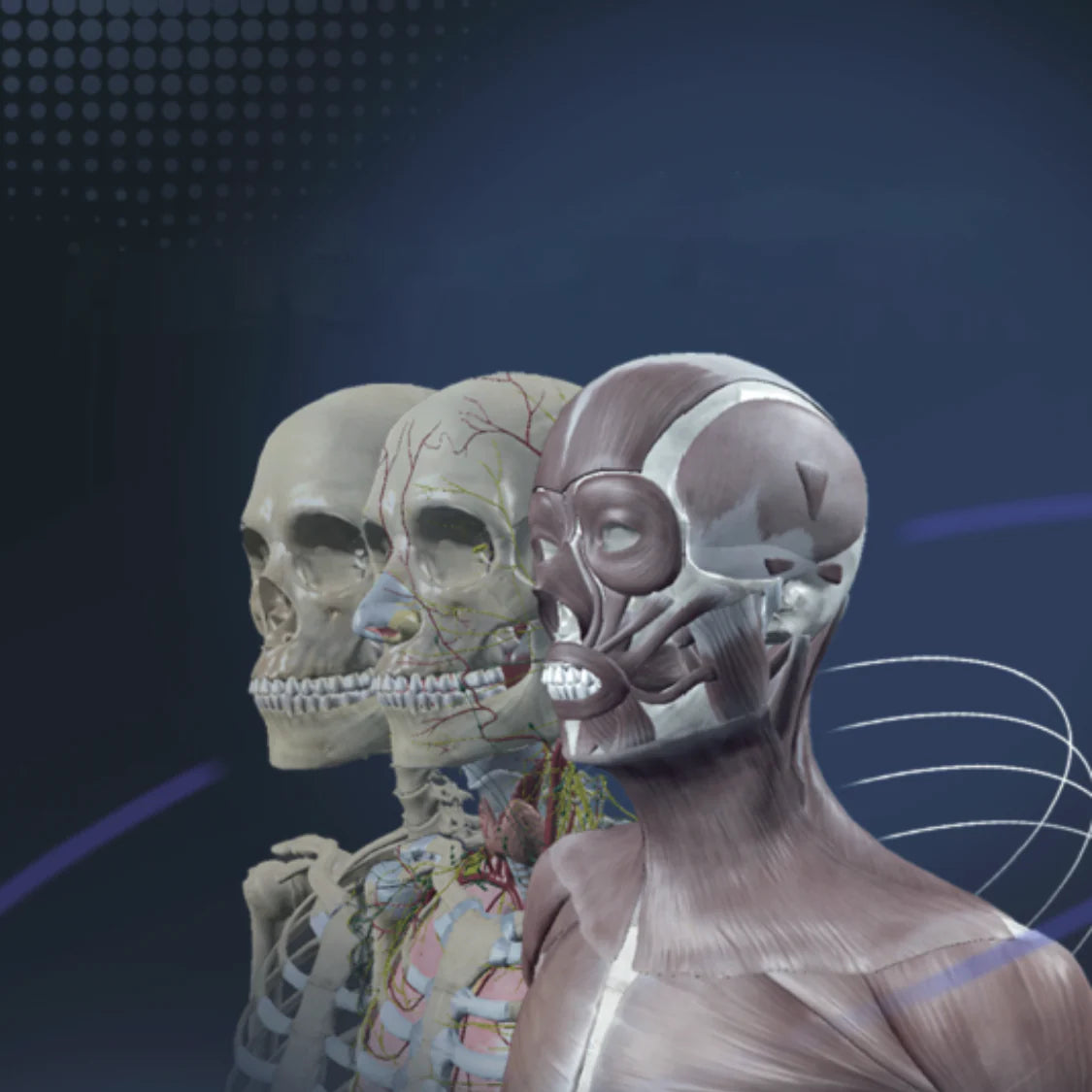 Sym Anatomy | Virtual Anatomy Software