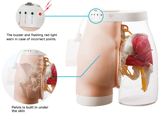 Intramuscular Injection Model | Type 2 | Sakamoto Model Corporation | Available from LivCor Australia