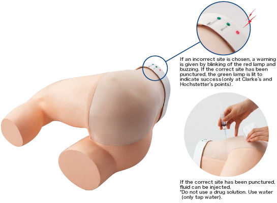 Gluteaus Injection Trainer | Sakamoto Model Corporation | Available from LivCor Australia