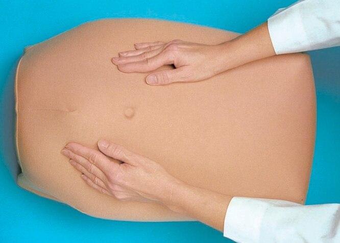 Abdominal Palpation Model | Nasco | Available from LivCor Australia