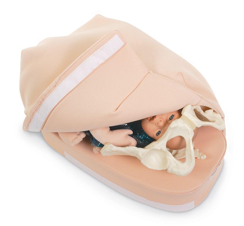 Abdominal Palpation Model | Nasco | Available from LivCor Australia