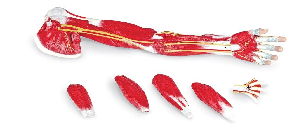 Arm Muscle Model | 7-Part | Nasco | Available from LivCor Australia