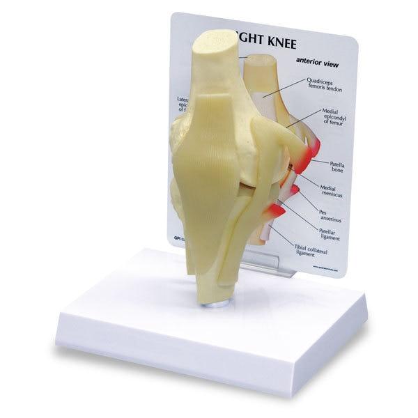Basic Knee Model | Nasco | Available from LivCor Australia
