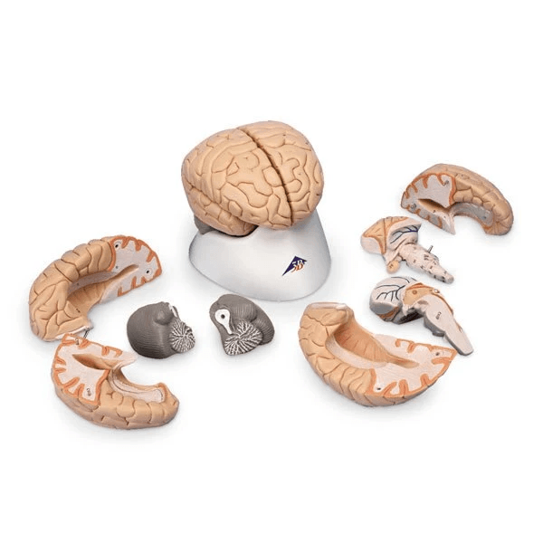 Brain Model (8 part) | 3B Scientific | Available from LivCor Australia