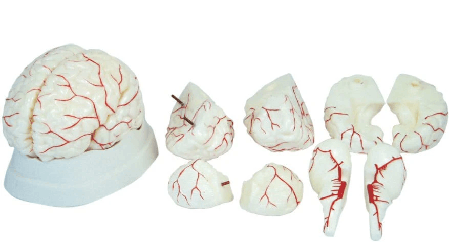 Brain w/Arterial Supply | XC Budget Anatomy | Available from LivCor Australia