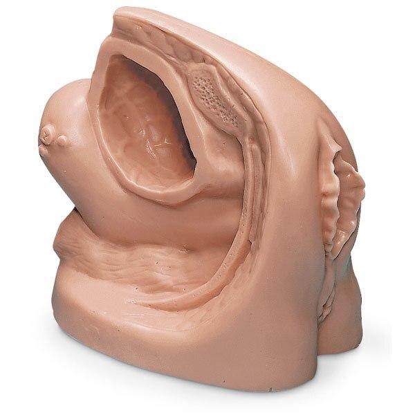 Catheter Model: Female | Nasco | Available from LivCor Australia