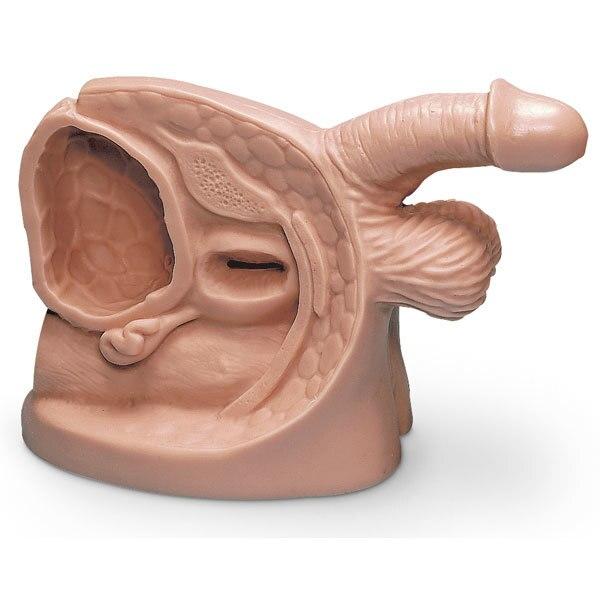 Catheter Model: Male | Nasco | Available from LivCor Australia