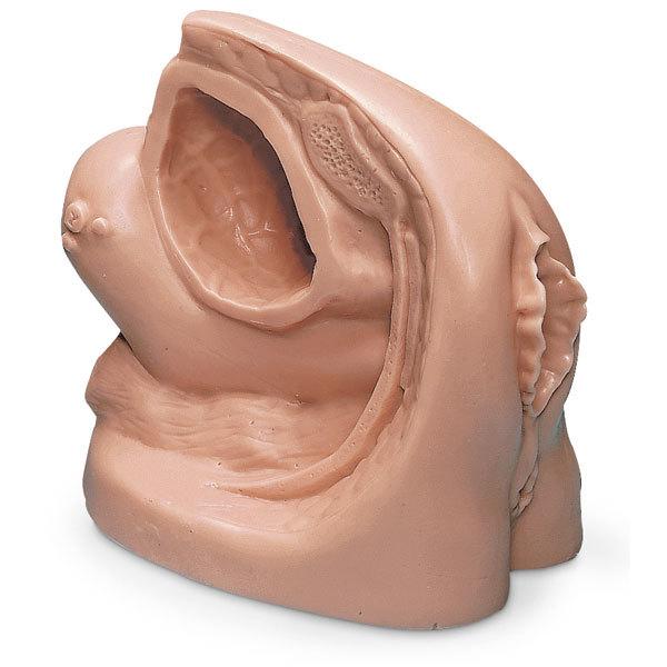 Catheter Model: Male & Female Set | Nasco | Available from LivCor Australia