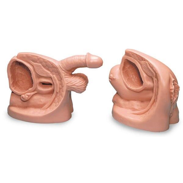 Catheter Model: Male & Female Set | Nasco | Available from LivCor Australia