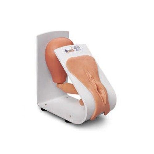 Catheterisation Training Model: Female | Nasco | Available from LivCor Australia