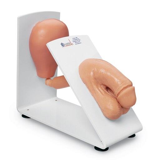 Catheterisation Training Model: Male | Nasco | Available from LivCor Australia