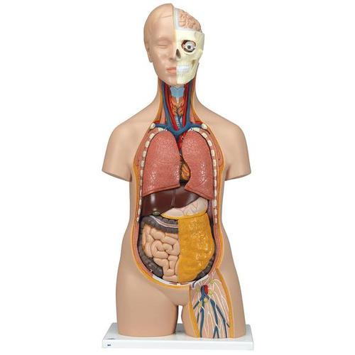 Classic Unisex Torso 12 Part | 3B Scientific | Available from LivCor Australia