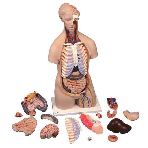 Classic Unisex Torso | 3B Scientific | Available from LivCor Australia