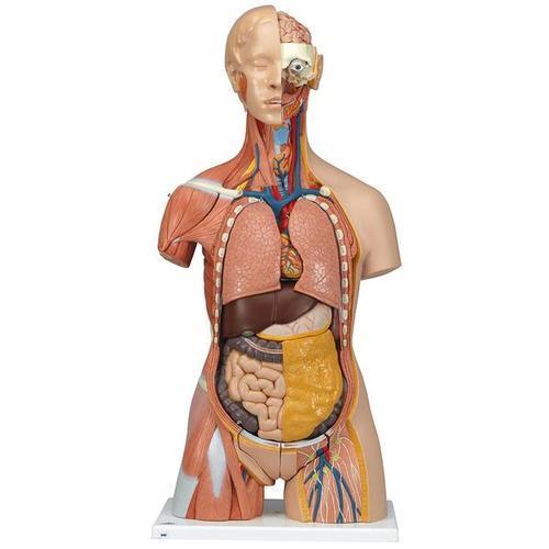 Deluxe Dual Sex Muscle Tor 31p | 3B Scientific | Available from LivCor Australia