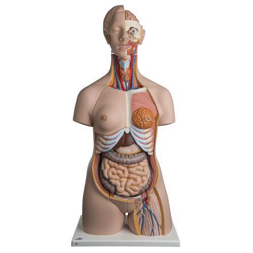 Dual Sex Torso 24 Part | 3B Scientific | Available from LivCor Australia