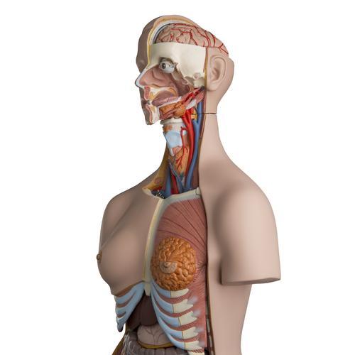 Dual Sex Torso 24 Part | 3B Scientific | Available from LivCor Australia
