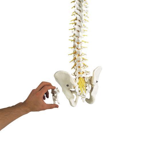 Deluxe Flexible Spine Model | 3B Scientific | Available from LivCor Australia