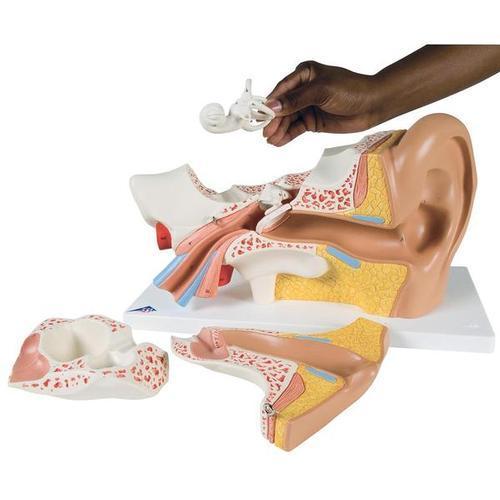 Advanced Giant Ear | 3B Scientific | Available from LivCor Australia
