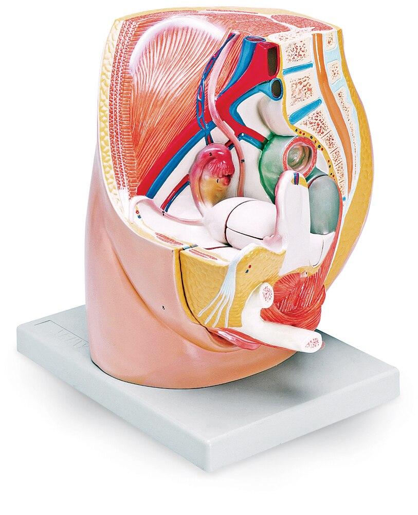 Female Pelvis Model | Nasco | Available from LivCor Australia