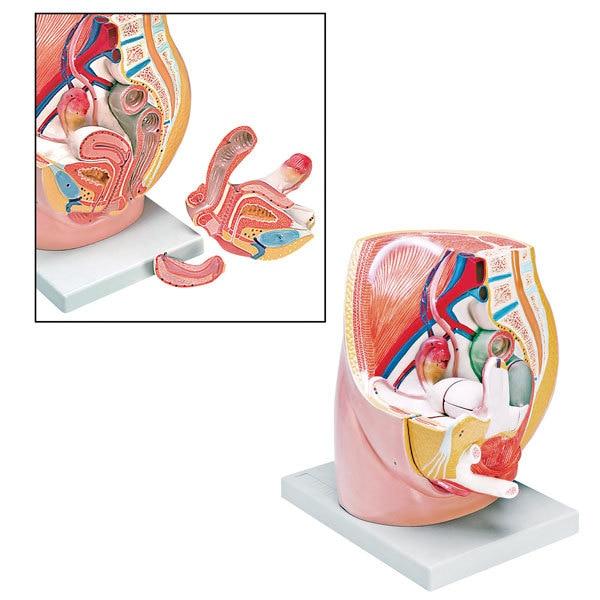 Female Pelvis Model | Nasco | Available from LivCor Australia