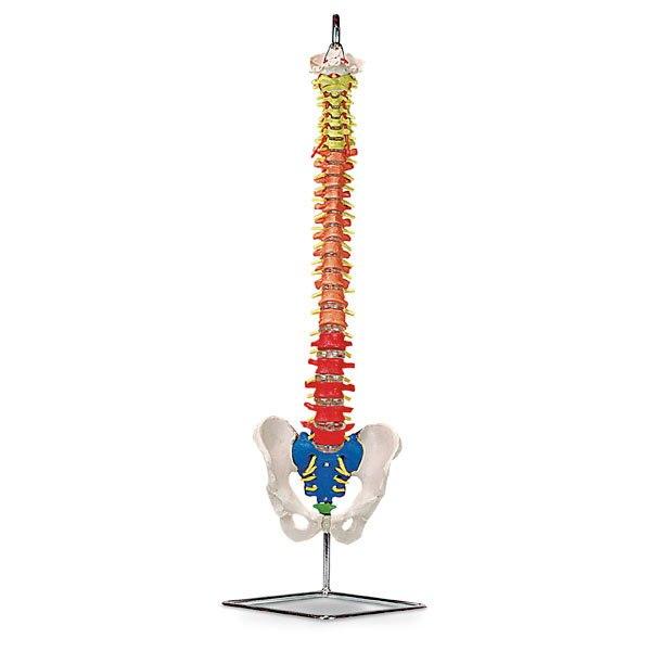 Flexible Vertebral Column with Color-Coded Regions | Nasco | Available from LivCor Australia