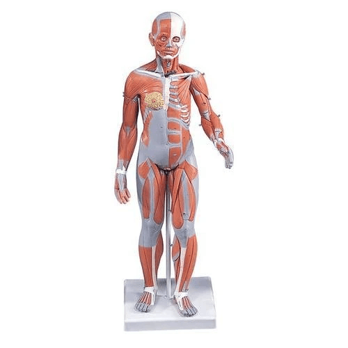 Half Life-Size Complete Female Muscular Figure Without Internal Organs | 21-Part | 3B Scientific | Available from LivCor Australia