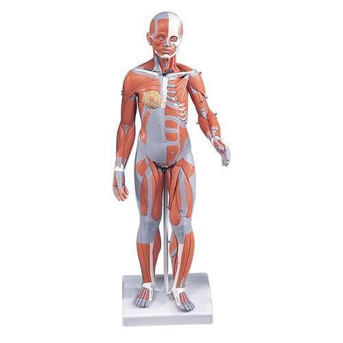 Half Life-Size Complete Female Muscular Figure Without Internal Organs | 21-Part | 3B Scientific | Available from LivCor Australia