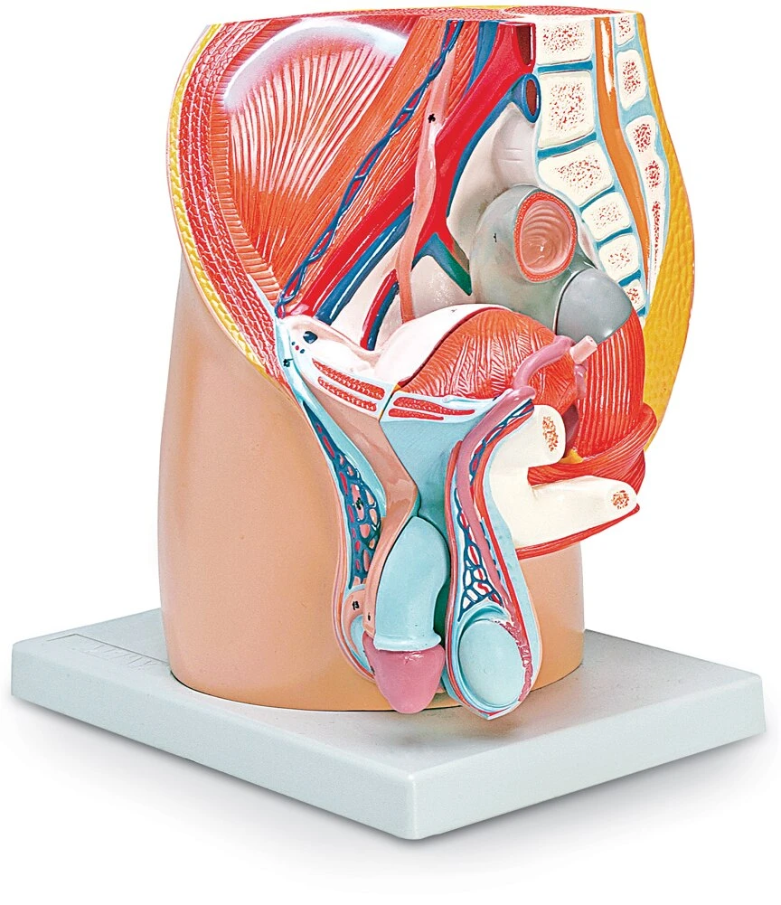 Male Pelvis Model | 4-Part | Nasco | Available from LivCor Australia