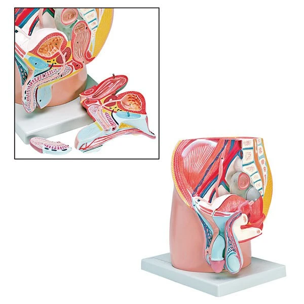 Male Pelvis Model | 4-Part | Nasco | Available from LivCor Australia