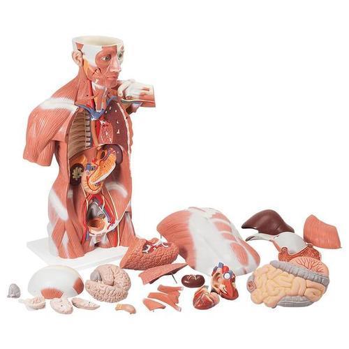 Life Size Muscle Torso | 3B Scientific | Available from LivCor Australia
