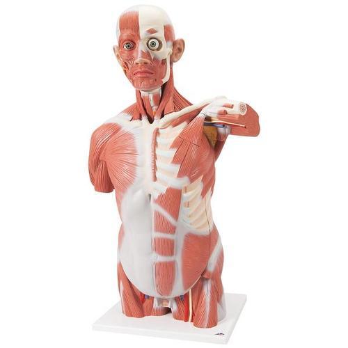 Life Size Muscle Torso | 3B Scientific | Available from LivCor Australia