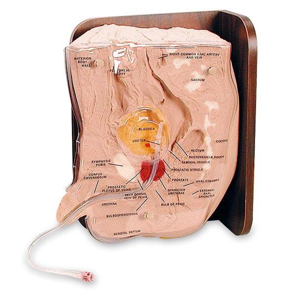 Male Cath-Ed 1 Simulator | Nasco | Available from LivCor Australia