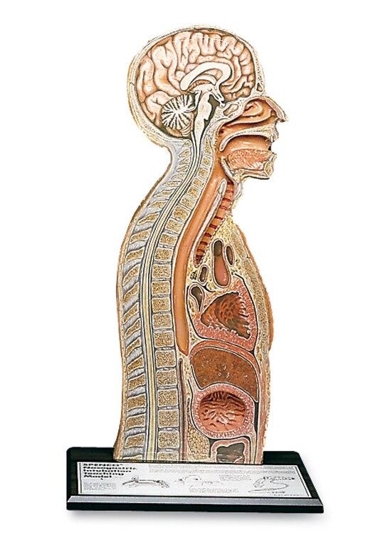 Nasogastric Tube Feeding Model | Nasco | Available from LivCor Australia