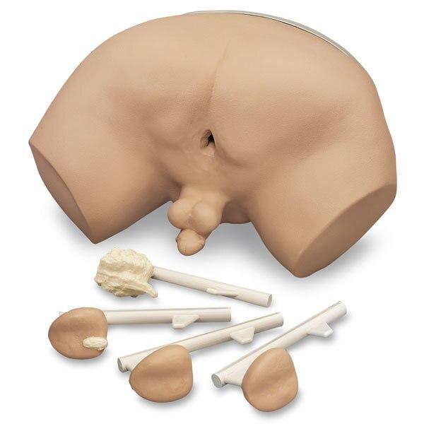 Prostate Examination Simulator | Nasco | Available from LivCor Australia