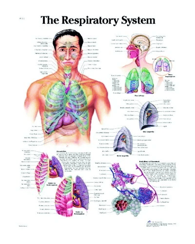 Respiratory System Chart | 3B Scientific | Available from LivCor Australia