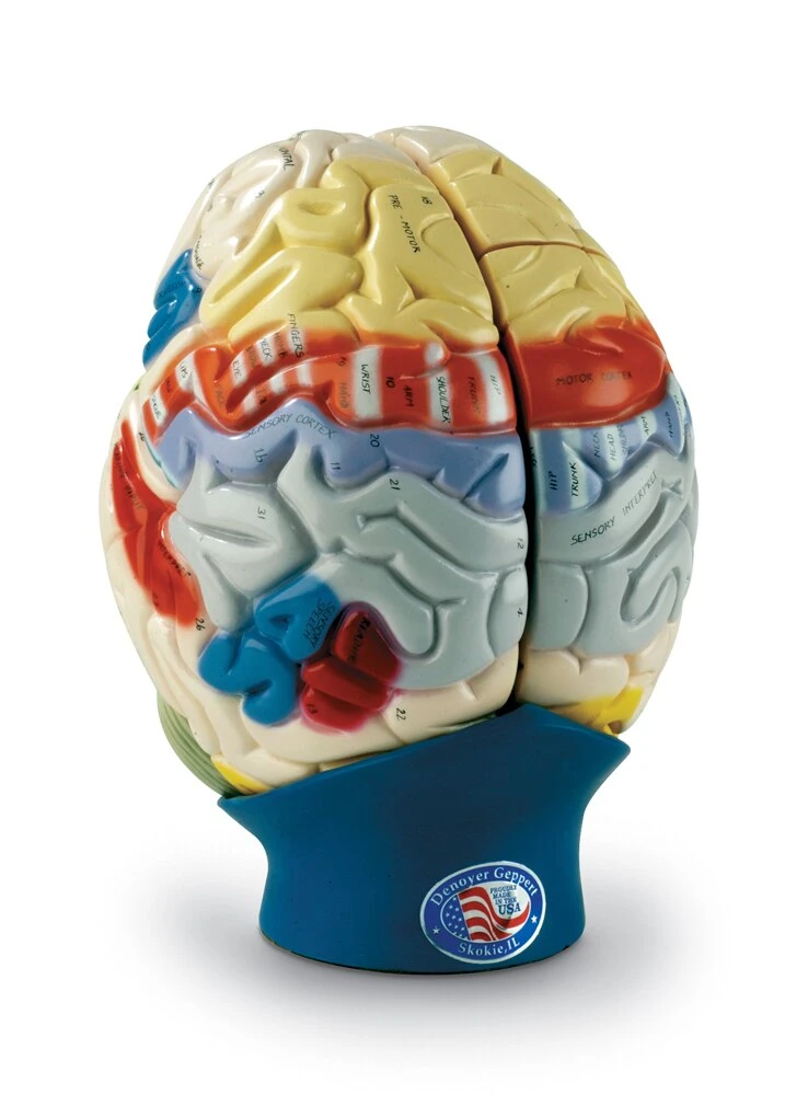 Denoyer-Geppert Giant Functional Brain | Nasco | Available from LivCor Australia