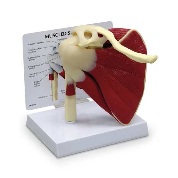 Muscled Shoulder Model | Nasco | Available from LivCor Australia