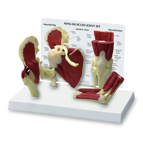 Mini-Muscled Joint Set Model | Nasco | Available from LivCor Australia