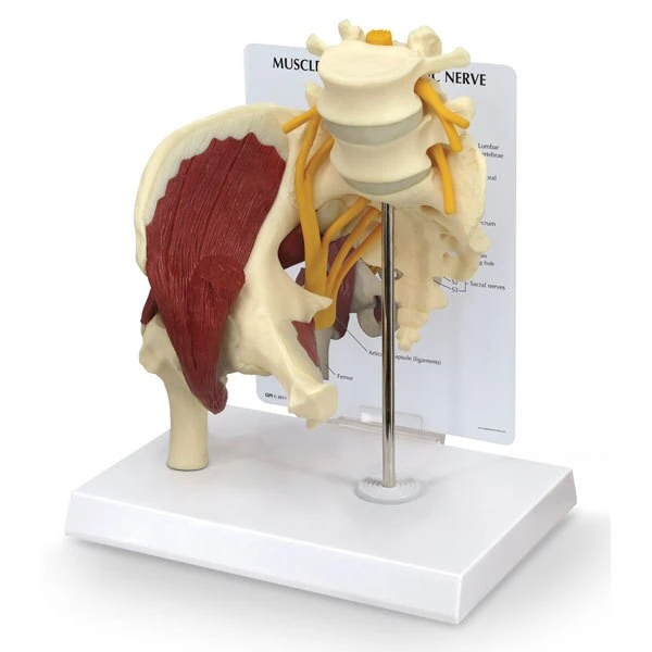 Muscled Hip w/ Sciatic Nerve | Nasco | Available from LivCor Australia