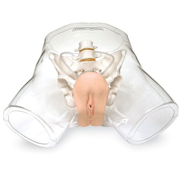 Transparent Catheter Model: Female | Nasco | Available from LivCor Australia