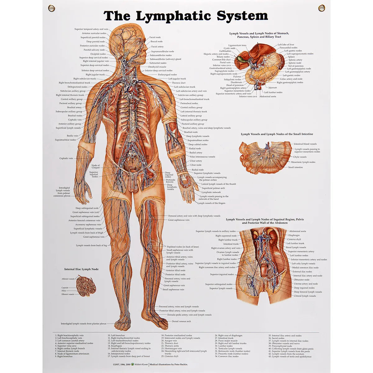 Lymphatic System Chart | Nasco | Available from LivCor Australia