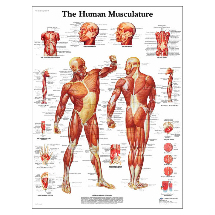 Human Musculature Chart | Nasco | Available from LivCor Australia