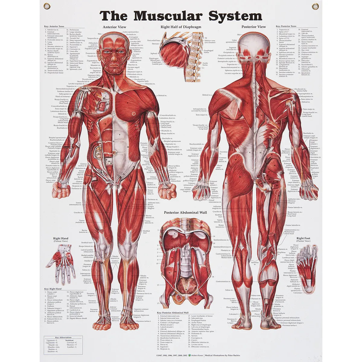 Muscular System Chart 20 x 26