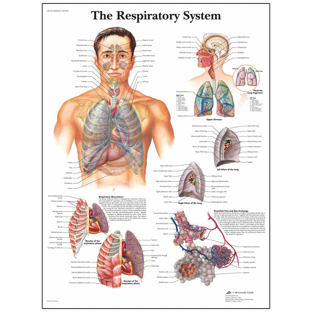 The Respiratory System Chart | Nasco | Available from LivCor Australia