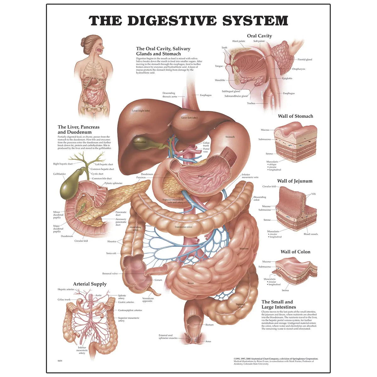 Digestive System Chart 20x26