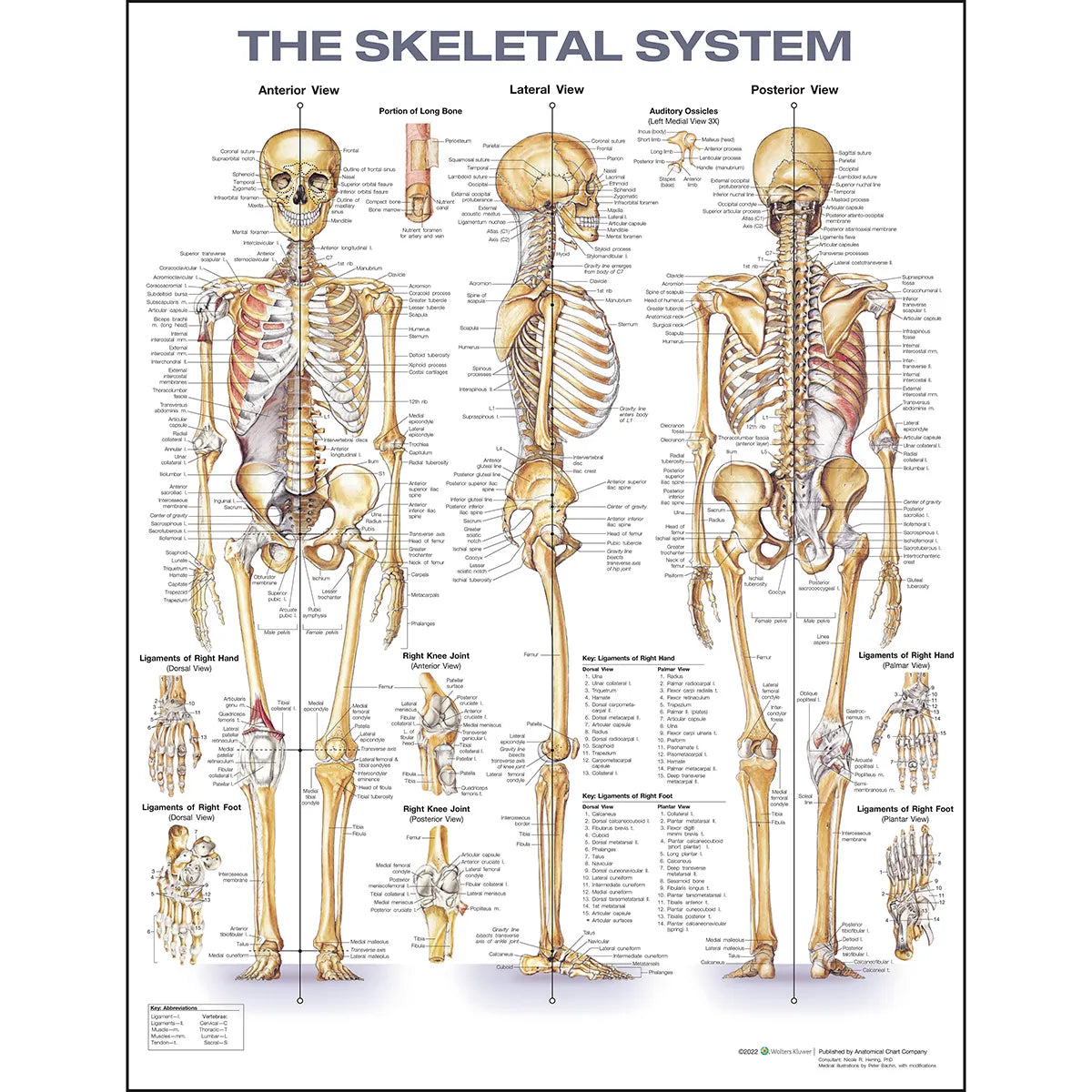 Skeletal System Chart 20 x 26 | Nasco | Available from LivCor Australia