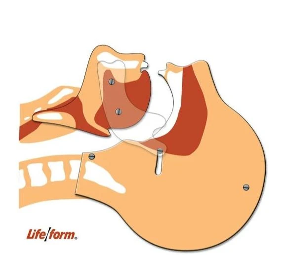 Life/form Airway Simulation Board