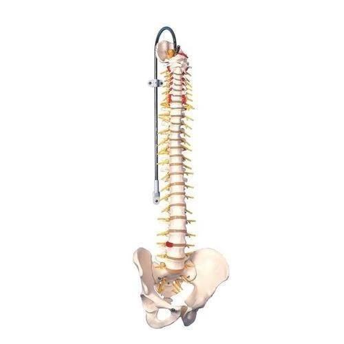 Deluxe Flexible Spine Model | 3B Scientific | Available from LivCor Australia