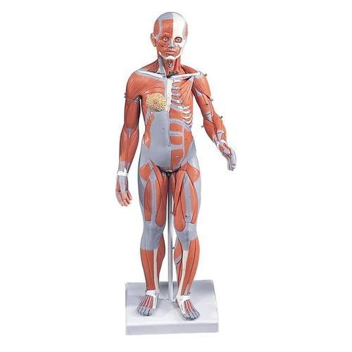 Half Life-Size Complete Female Muscular Figure Without Internal Organs |  21-Part | 3B Scientific | Available from LivCor Australia