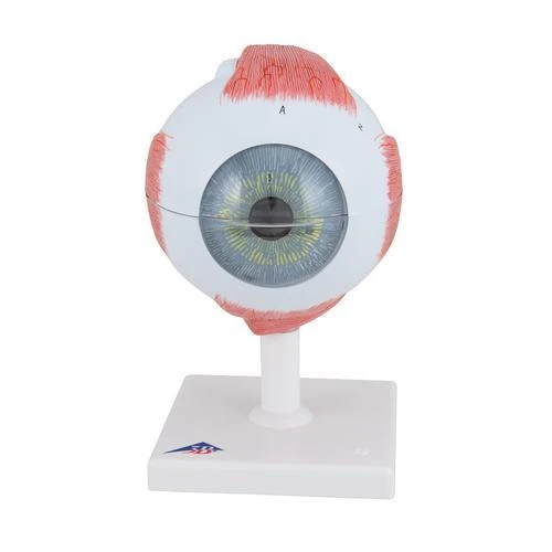 Eye Model | 5x Full-Size | 6-Part | 3B Scientific | Available from LivCor Australia